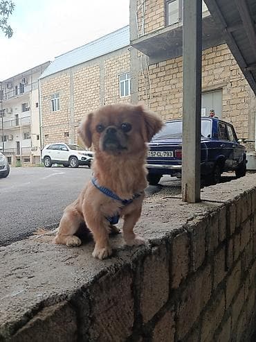 it alman: Pekines, 1 il, Erkək, Ünvandan götürmə — 7