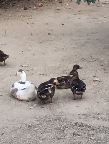 zumrud ordək: Məhsul: Ev quşları – ördəklər (qrup halında) Təsvir: - Şəkillərdə — 6