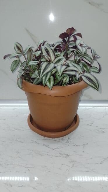 dibcey: Keyfiyetli torpagda və dibcəydə — 2