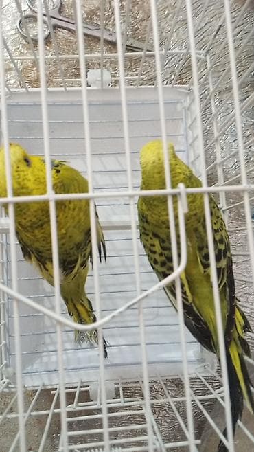 Göyərçinlər: Cex cütü 70 azn — 3