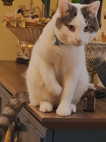 pitbul balasi satilir: Erkək, Yaxşı əllərə — 2