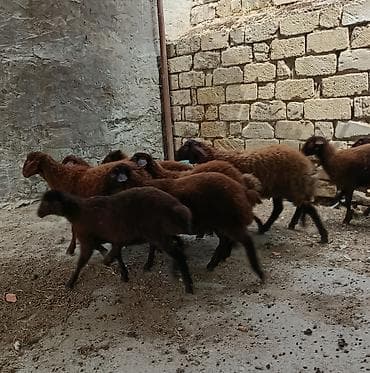 Quzu: Qala quzular satlı 5 Erkek 5 Dişi — 5