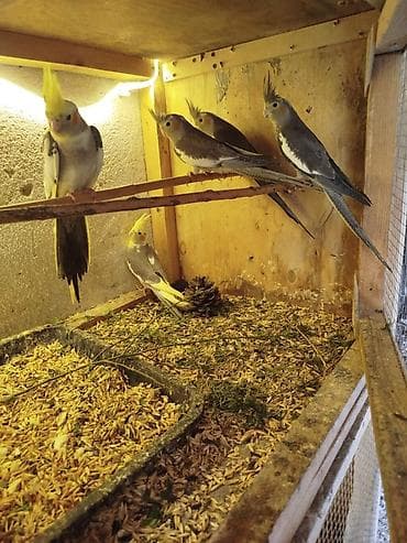 tutuquş: Sağlam quşlardır — 2