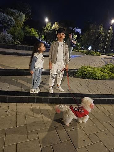 - Xidmət: Axşam saatlarında park və ictimai məkanlarda it gəzdirmə — 2