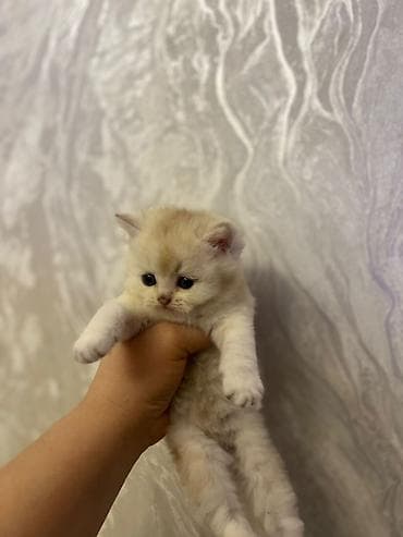 boz pişik: Britan — 8