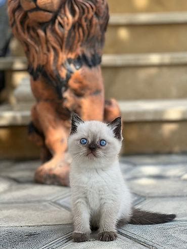 Şokolad rəng keçidlərinə və parlaq mavi gözlərinə malik, qısa tüklü