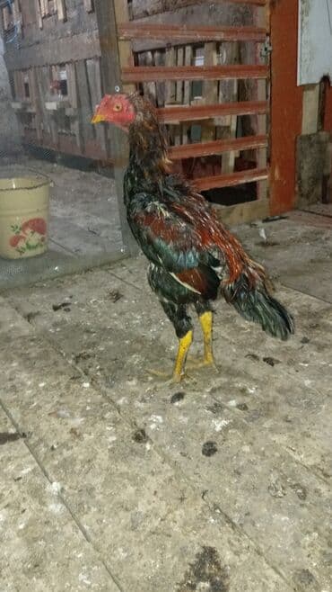 Cücələr: Xoruz, il: 1, Ünvandan götürmə — 1