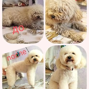 xamilyon heyvan: Pudel, 6 ay, Dişi — 10