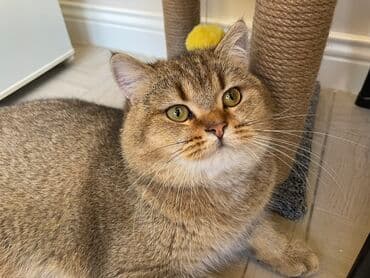 Gəmiricilər: Cütləşdirilir erkək Britan. İri tontiş pişikdi. Dişi pişiyi görən kimi — 3