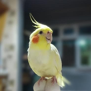 bulbul qusu haqqinda: Nymph (korella) tutuquşu – sarı-ağ lələklər, yanaqlarda portağal — 1