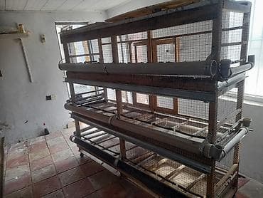 Cuce ve yaxud qush qefesi satilir. Qiymet 150 azn
