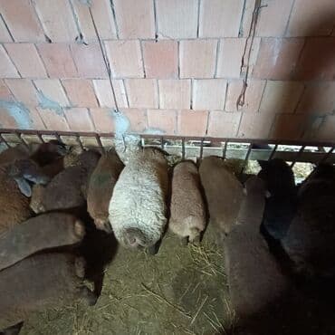 Salam aleyküm saxlamlıq quzularm var satram isdiyen0775431770 elaqe — 5