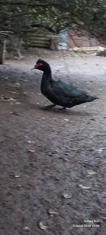 husky qiymetleri: Krasnadar Zumrud 6 aylıq erkəy.Unvan Lənkəran.Bakıya 20yanvara və — 5