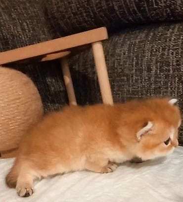 heleb keçisi: Britan, Erkək, Yaxşı əllərə, Ünvandan götürmə — 8