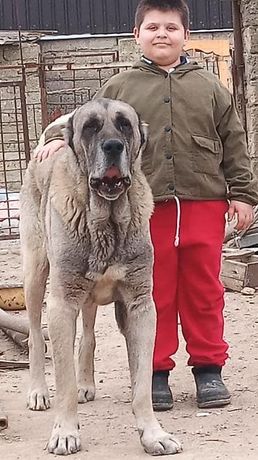 Kanqal ailəsi satilir Erkək 3 yaş dişi 18 ay kuçuk 2 ay ciddi şəxslər