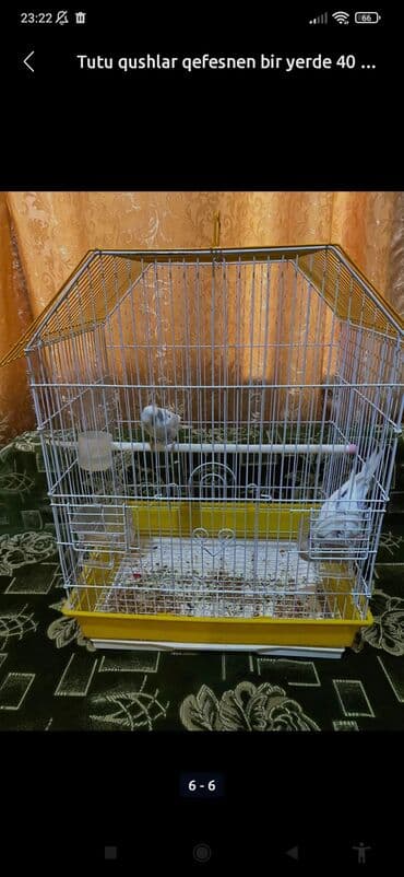 купить клетку для морской свинки: 055 631 66 90 bu nörə ilə zəng vurun Məhsul: 2 ədəd — 1