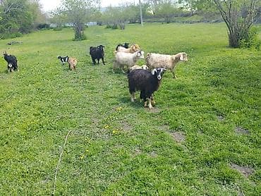 bogaz keci: Salam Gördüyünüz xırda buynuz heyvanlar Satılır ümumilikdə 17 Ana 17 — 2