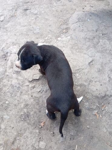 dişi pitbul: Pitbul, 1 ay, Dişi, Ödənişli çatdırılma — 8