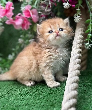 pişim: Şotland yastı qulaq, Dişi, Pulsuz çatdırılma — 3