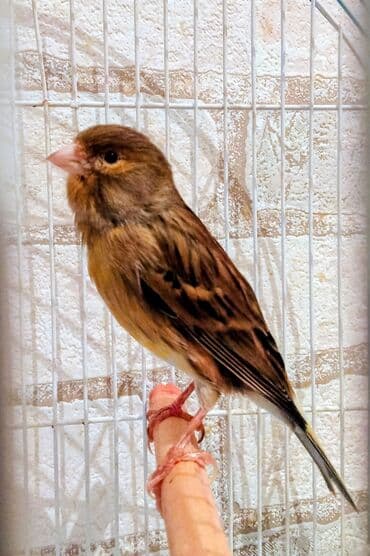 qaz və ordək: Bülbülərin satışı — 4