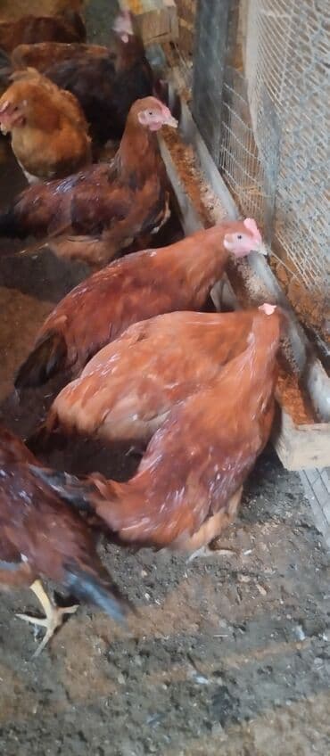 toyuq qiyməti: Xoruz 7 aylıqdır diri çəkisi 2 kilo yarımdır ünvan buzovnada yerləşir — 4