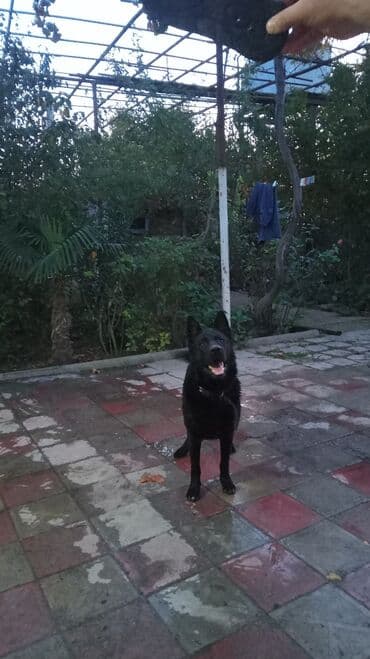 çoban iti haqqında melumat: 1 il, Erkek, Peyvəndli — 4