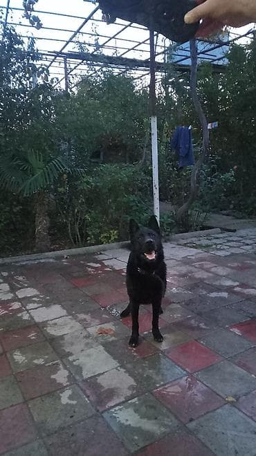 Alman çoban iti, 1 il, Erkek — 1