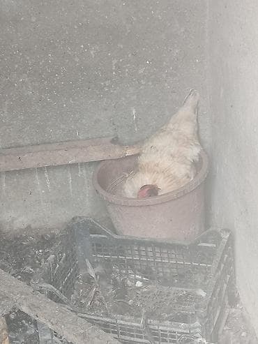 С/х животные и товары: Курица, Для яиц — 1