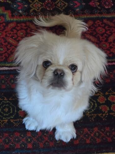 3D panellər: Pekines, 5 ay, Erkek — 4