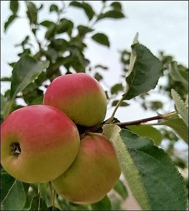 Şitillər: Dibçəkdə 3 ədəd cırtdan alma ağacı fidanı,boyu 1,5 mt-ə kimi — 2