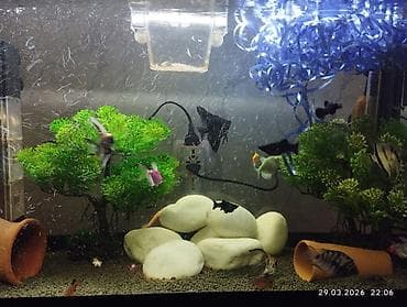 akvarium yumru: Akvaryum dəsti – şkaflı və tam işlək sistem salam her vaxtınız xeyir — 3