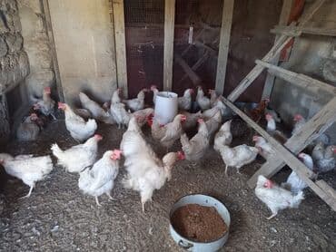 Ağ yumutlayan toyuqlar satilir ünvan Bilgəh qiymət 13 manat endirim lalafo.az -da Ağ yumutlayan toyuqlar satilir ünvan Bilgəh qiymət 13 manat endirim