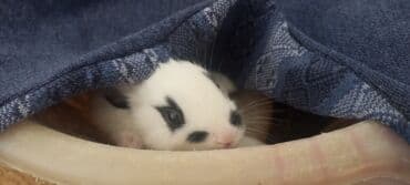 karlik dovşanlar: Uzun tüklü dekorativ dovşan - Cins: ehtimalən Angora/mix dekorativ — 12