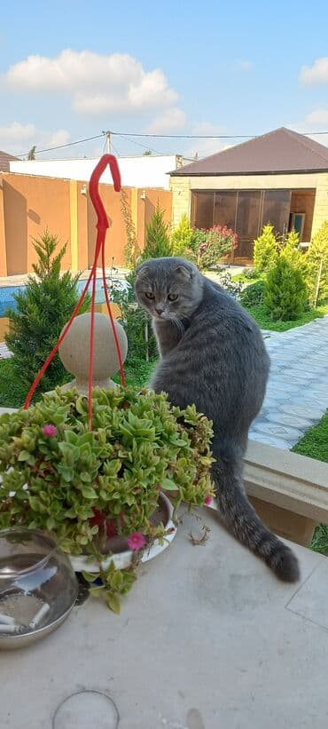 Heyvanlar üçün mallar: Şotland — 2