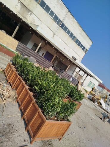 Ravon: Taxta dipçəklər Bir başa sexdən.Sex qiymətinə. ♦️Endrim 2025 dekabr — 4