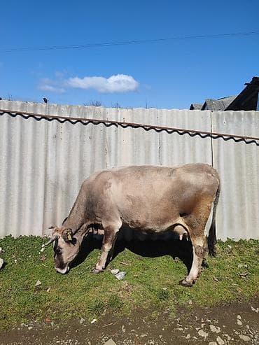 Digər heyvanlar: Erkək balalı.İnək satılır.Beşinci balasıdı. 10 litr süd verir.Balası — 3