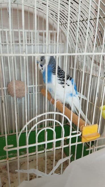 кольчатый попугай цена: Məhsul: Ev quşları – iki dalğalı tutuquşu (budgerigar) Təsvir: - — 4