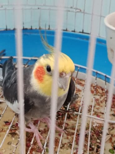 Nimfa (cockatiel) tutuquşu və qəfəs dəsti - Növ: Nimfa tutuquşu