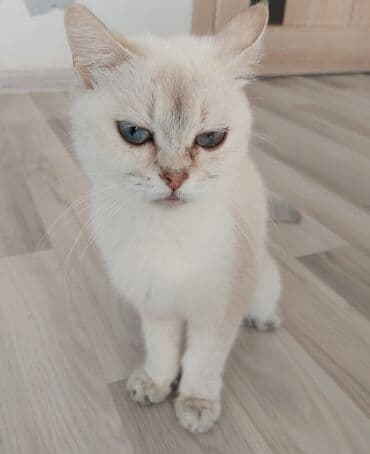 pişik blender: Şotland, Dişi, Yaxşı əllərə, Ünvandan götürmə — 8