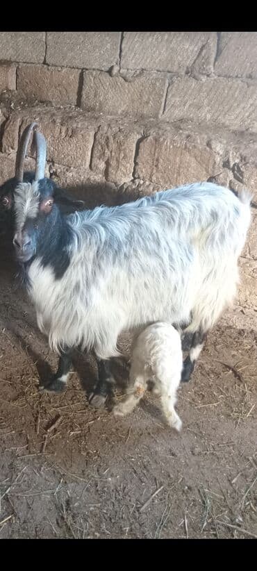 sani kecileri: Salam.Allah hamiya xeyir bereket versun Inwallah.demeli anabala kecidi — 2