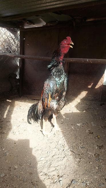 pisik ucuz: Xoruz, Heyratı, il: 1 — 4