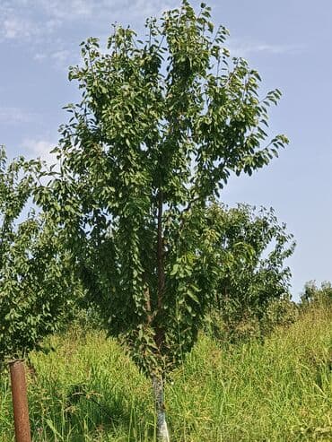 samdanlar ve saat: Gənc meyvə ağacı, bağçanız üçün uzunmüddətli və davamlı bir — 3
