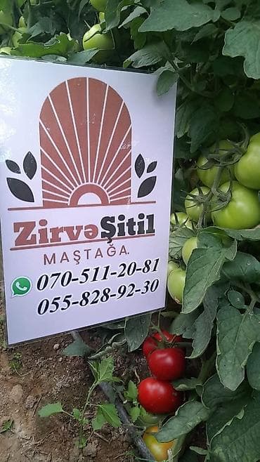 su qovucu: Məhsul: Zirvə Şitil – badımcan şitilləri Təsvir: - F1 hibrid badımcan — 5