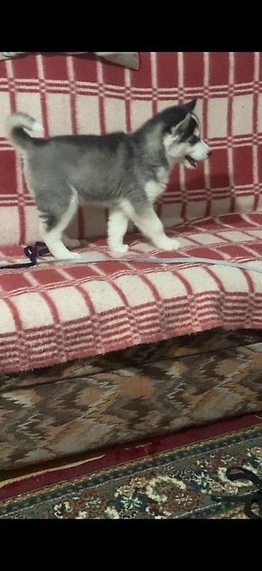 Xaski, 3 ay, Dişi, Peyvəndli, Ünvandan götürmə