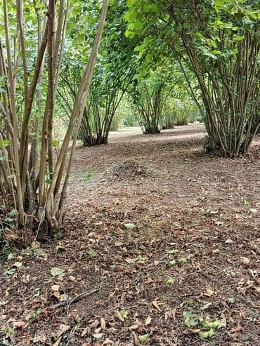 findiq ləpəsi: Salam bağ Qəbələ rayon Nic qəsəbəsində dir bağ 67 sotdan ibarətdir 170 — 5