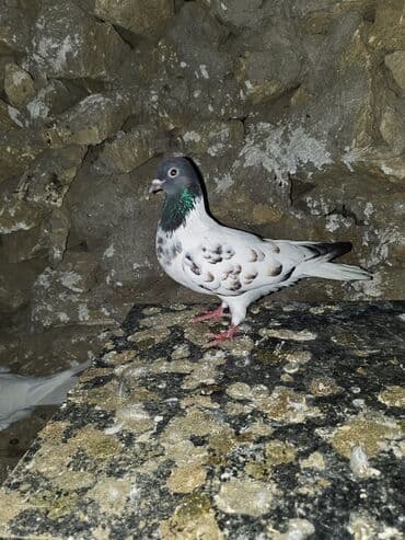 Bülbüllər: Müxtəlif rənglərdə iki göyərçin təklif olunur. Biri gənc, qəhvəyi, boz — 13