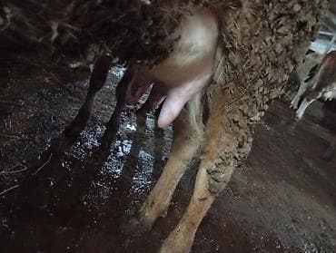 Salam gördüyünüz bu düyə birinci qarını dogub 20 gunluy Erkey balası lalafo.az -da Salam gördüyünüz bu düyə birinci qarını dogub 20 gunluy Erkey balası