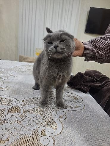 Şotland yastı qulaq, Dişi, Yaxşı əllərə, Ünvandan götürmə