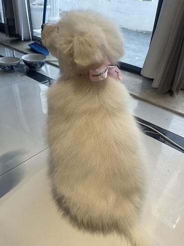 şpitz itləri: Samoyed, Pulsuz çatdırılma — 7