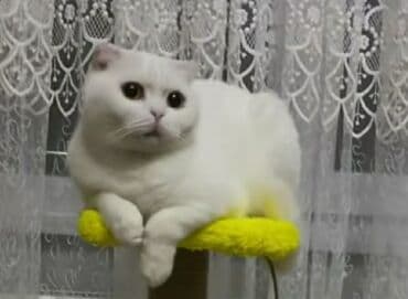 pişik yarım tip: Şotland yastı qulaq, Erkək — 6